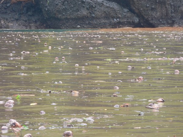 10- La riviere en crue charrie des noix de coco 